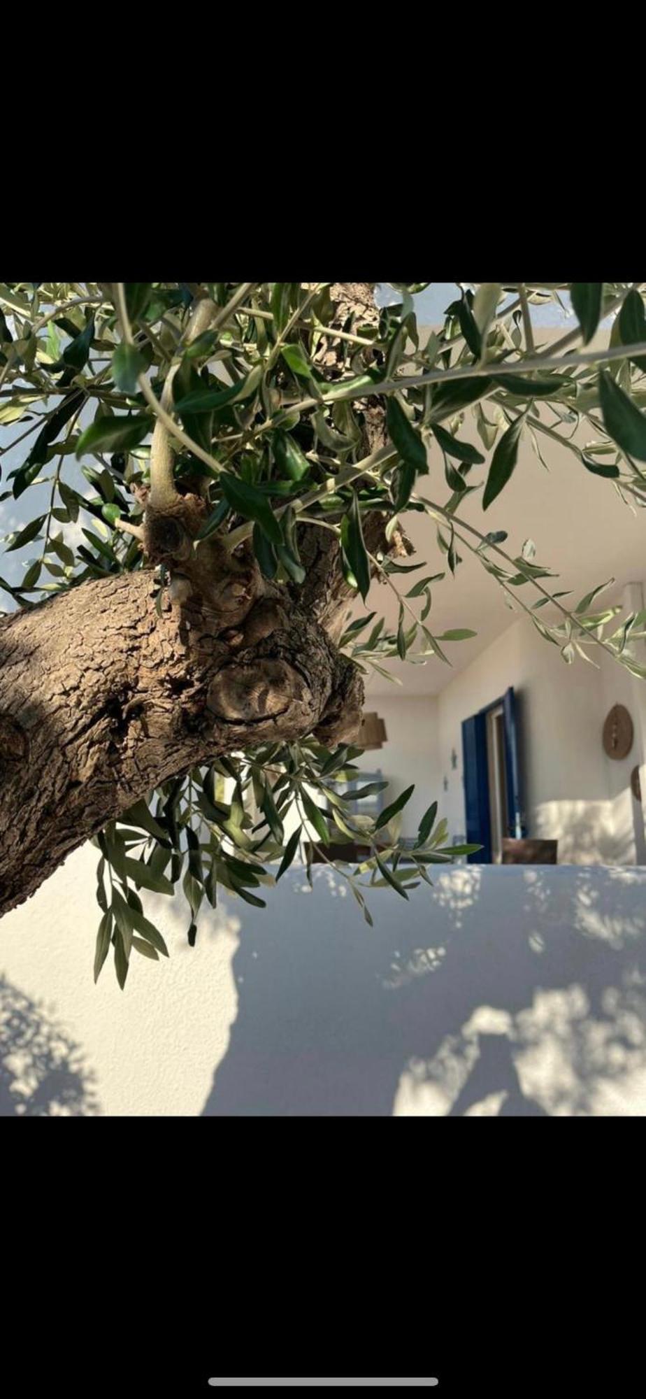 Villa Pugliamandia Monopoli Exterior foto